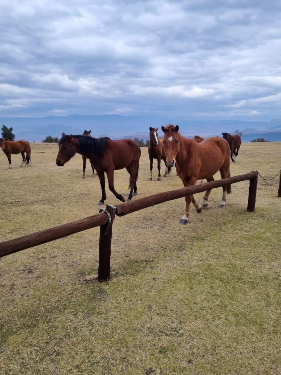 Drakensberg Mountain Retreat Guest House Бергвил Екстериор снимка